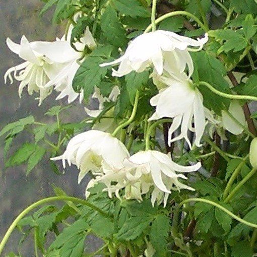macropetala flower