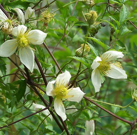 Anita flower