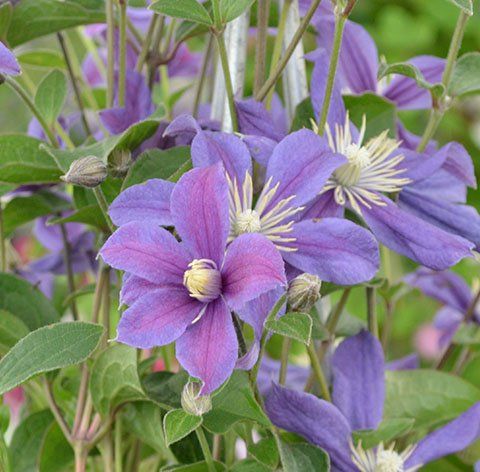 Arabella flower