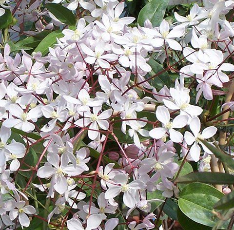 C.Armandii Appleblossom flower