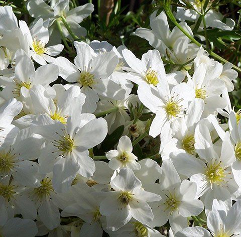 C.Avalanche flowers