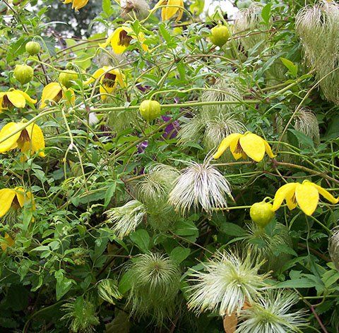 O. Bill Mackenzie flower