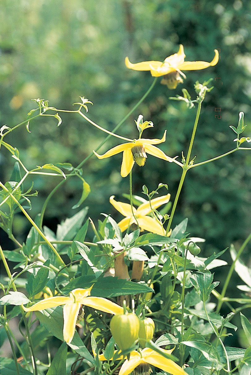 C. Tangutica flower