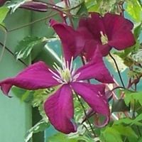 july to october texensis