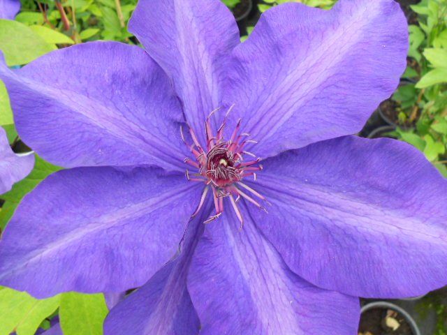 Elsa Spath flower