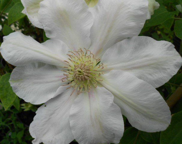 Hyde Hall flower