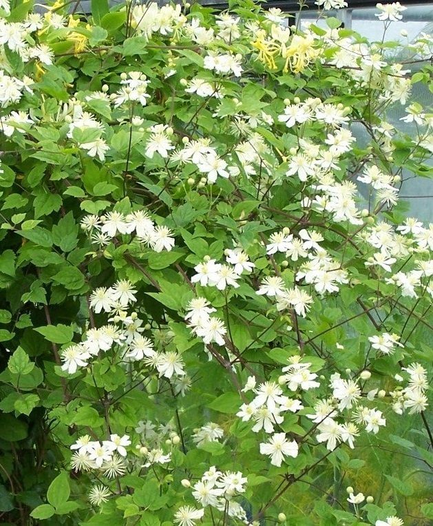 C. Paul Farges flowers