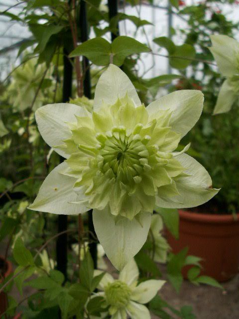 icon of dark grey flower