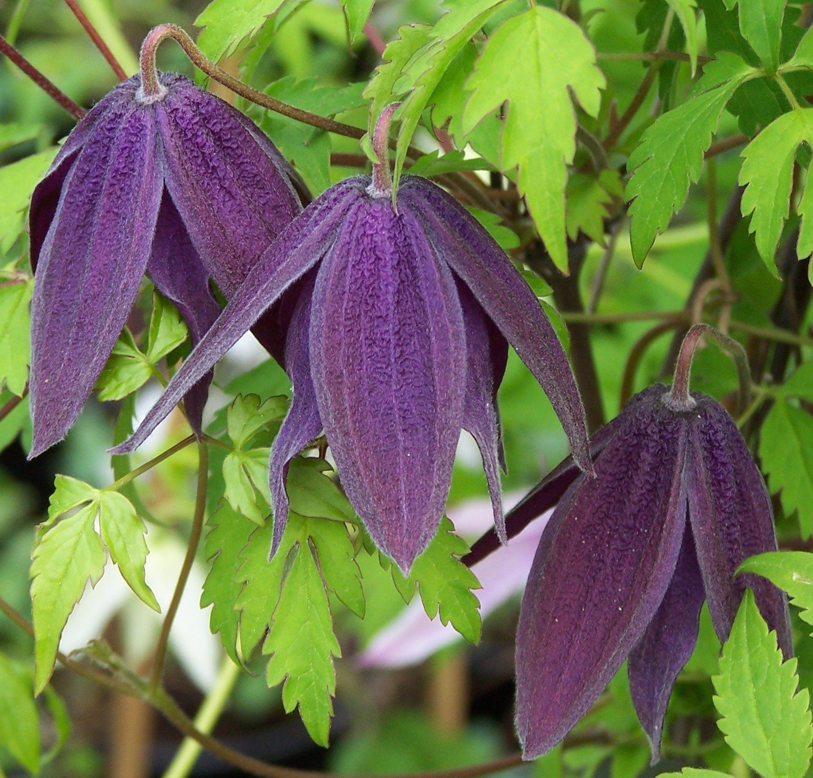 dark flower on grey background