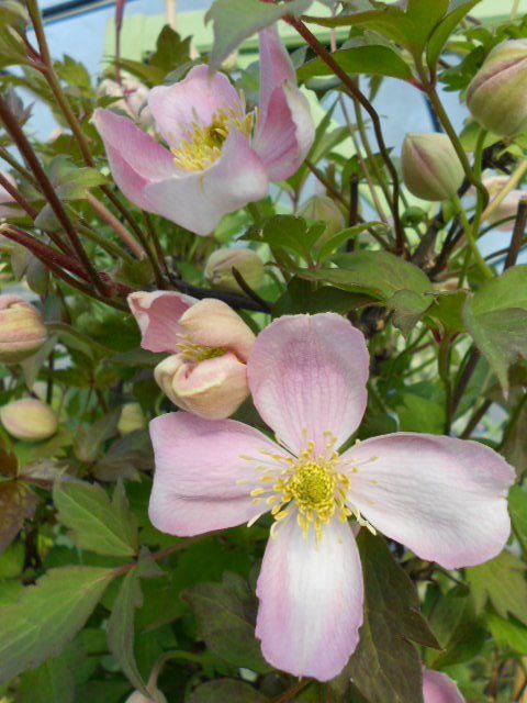 Montana Tetrarose flower