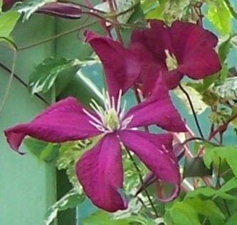 M. Julia Correvon flower