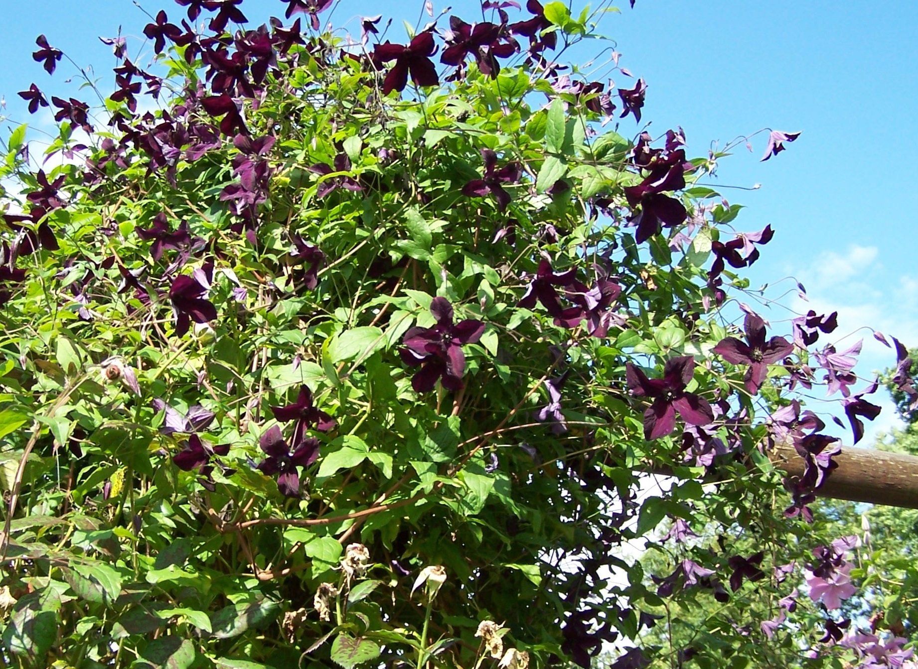 Polish Spirit flower
