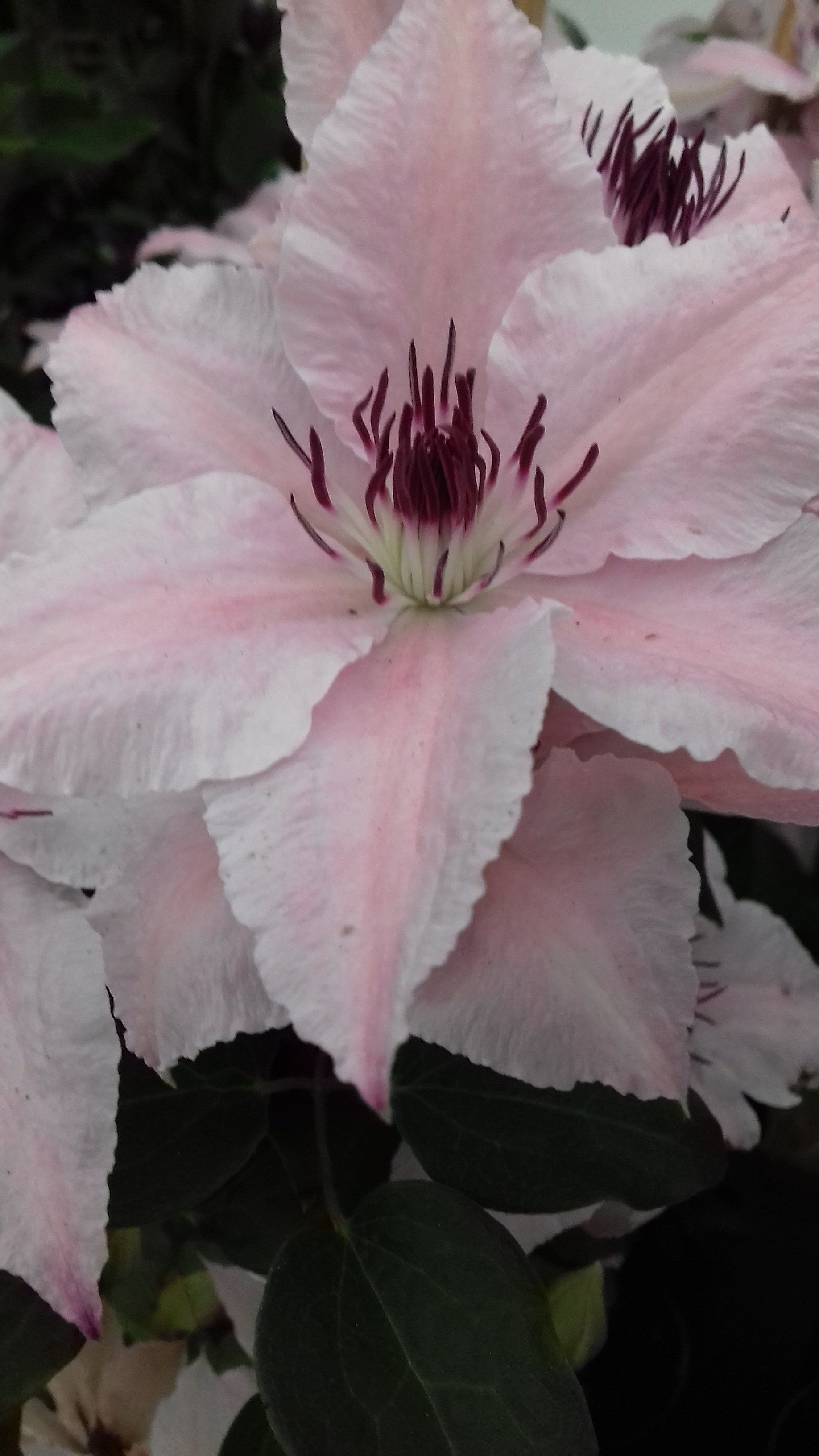 Westerplatte flower