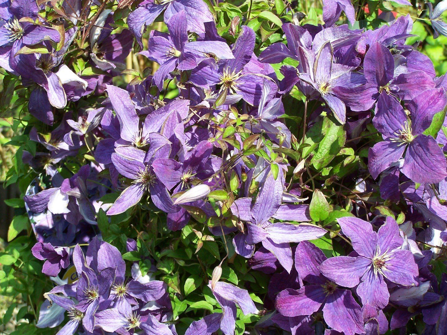 flower icon