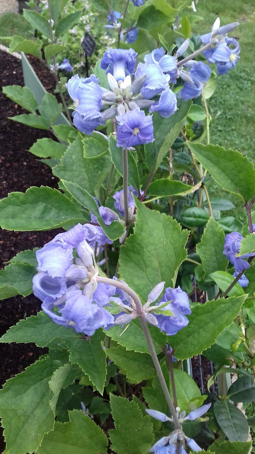 Heraclifolia Wyevale flower