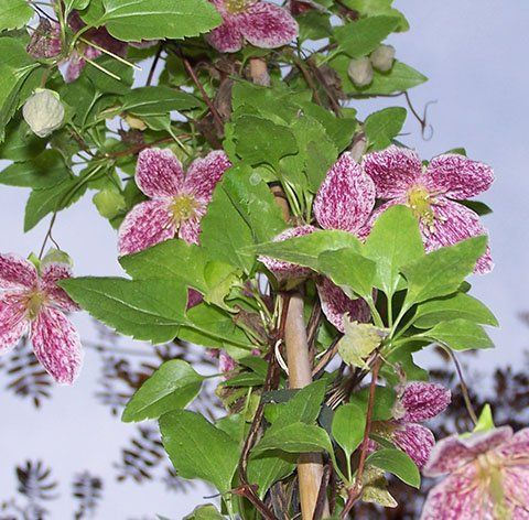 Cirrhosa Freckles flower