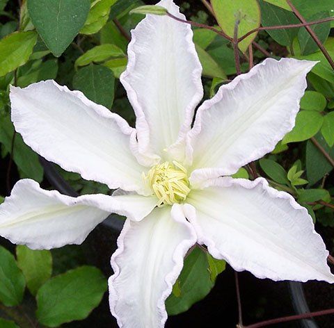 Gillian Blades flower