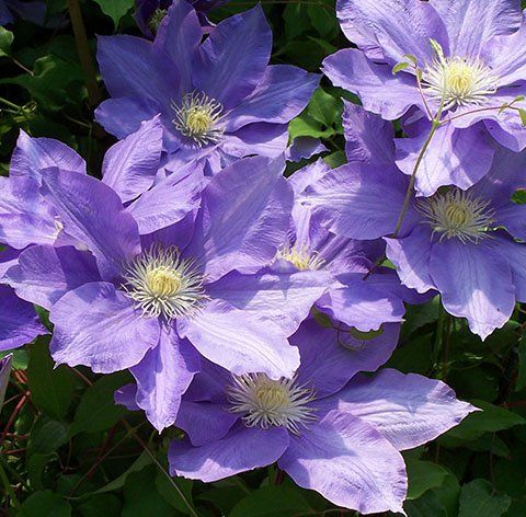 H.F. Young flower