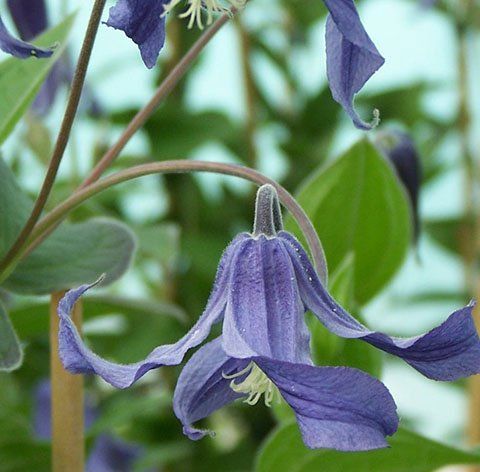 C. Integrifolia flower