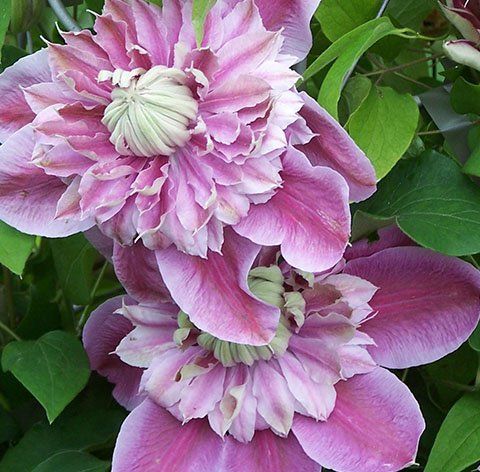 Jospehine flower