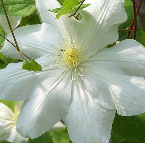 Marie Boiselott flower