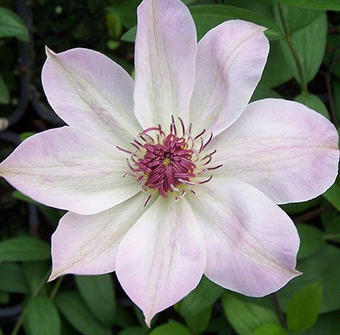 Miss Bateman flower