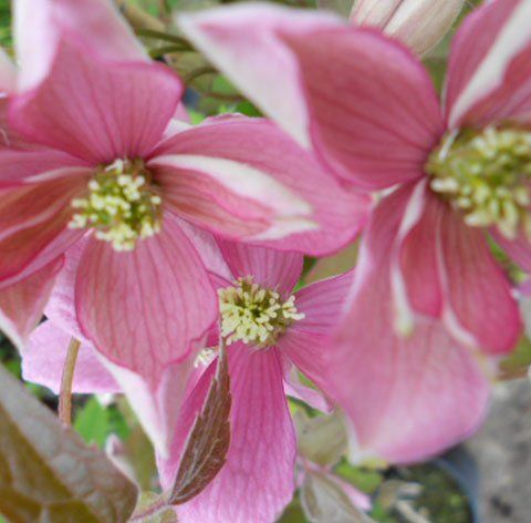 montana flower