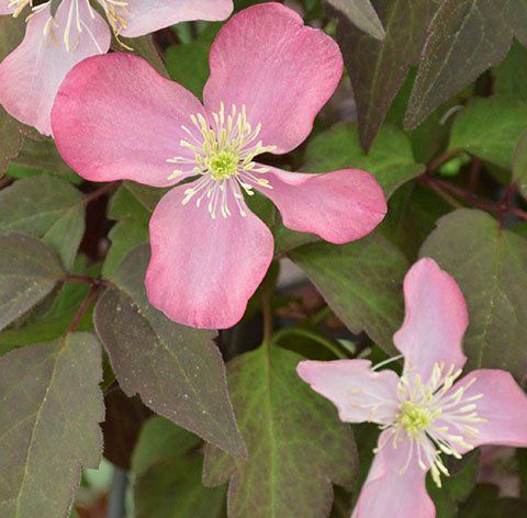 Montana Freda flower