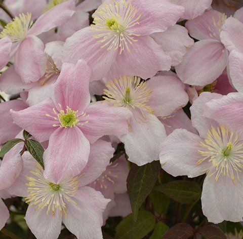 Montana Elizabeth flower