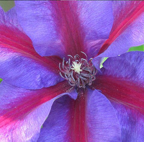Mrs N Thompson flower