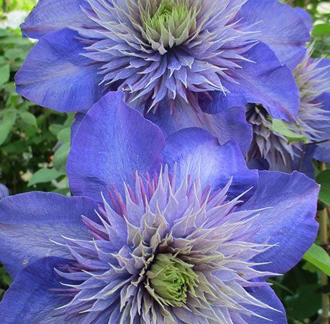 Multiblue flower