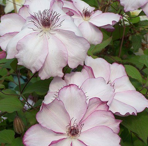 Omoshiro flower