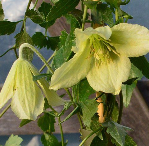 Cirrhosa Ourika Valley flower