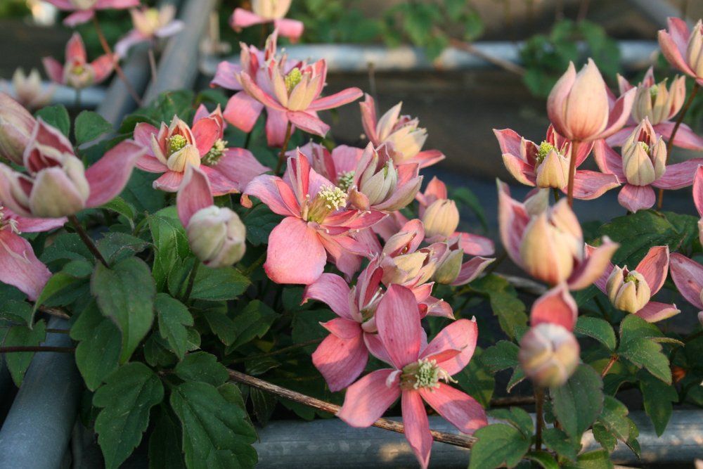 light grey illustration of a flower