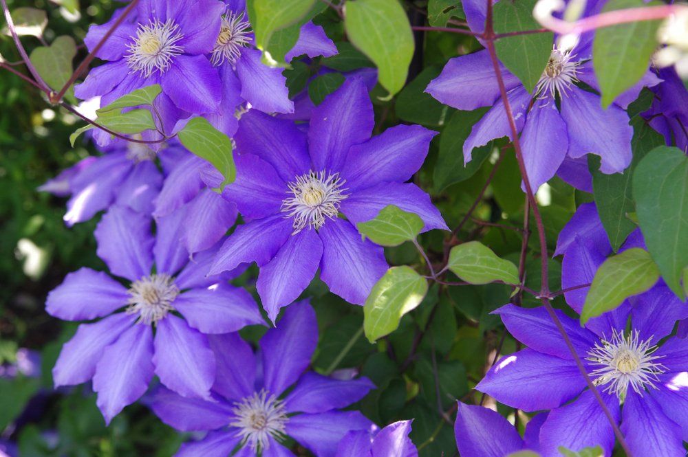 flower icon