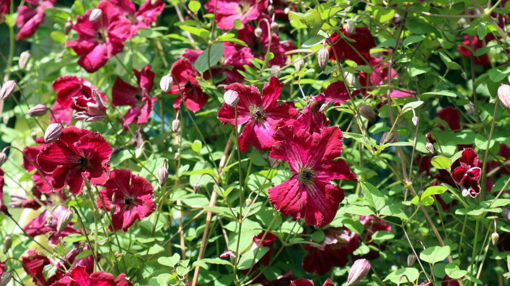 Kermesina flower