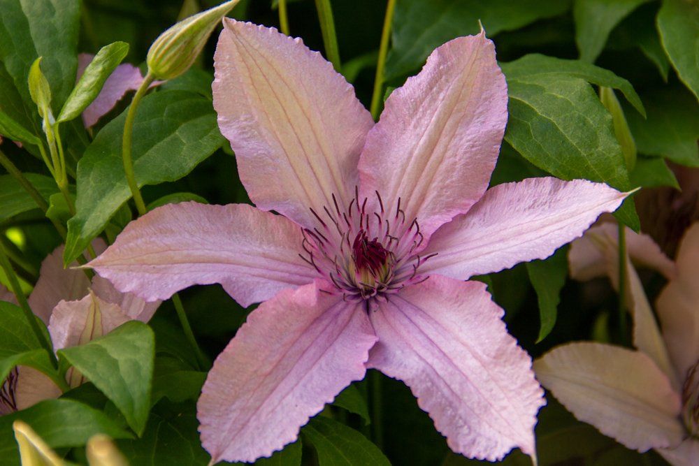 flower icon