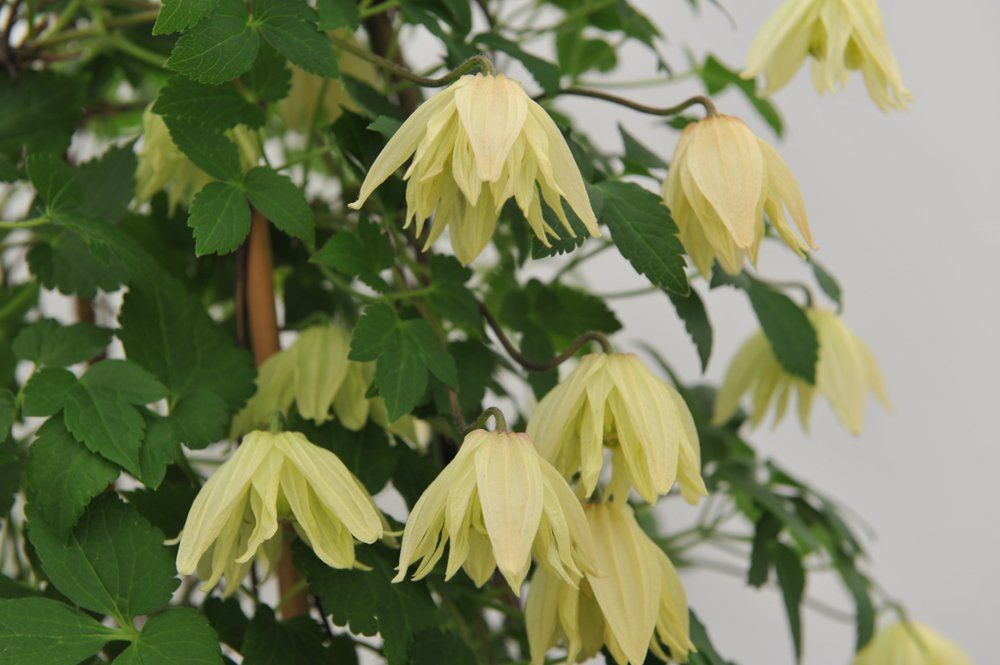 Macropetala Snowbird flower