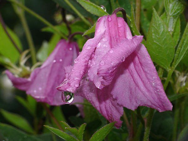 Victor Hugo flower