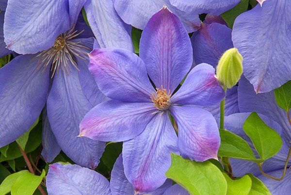 Westerplatte flower