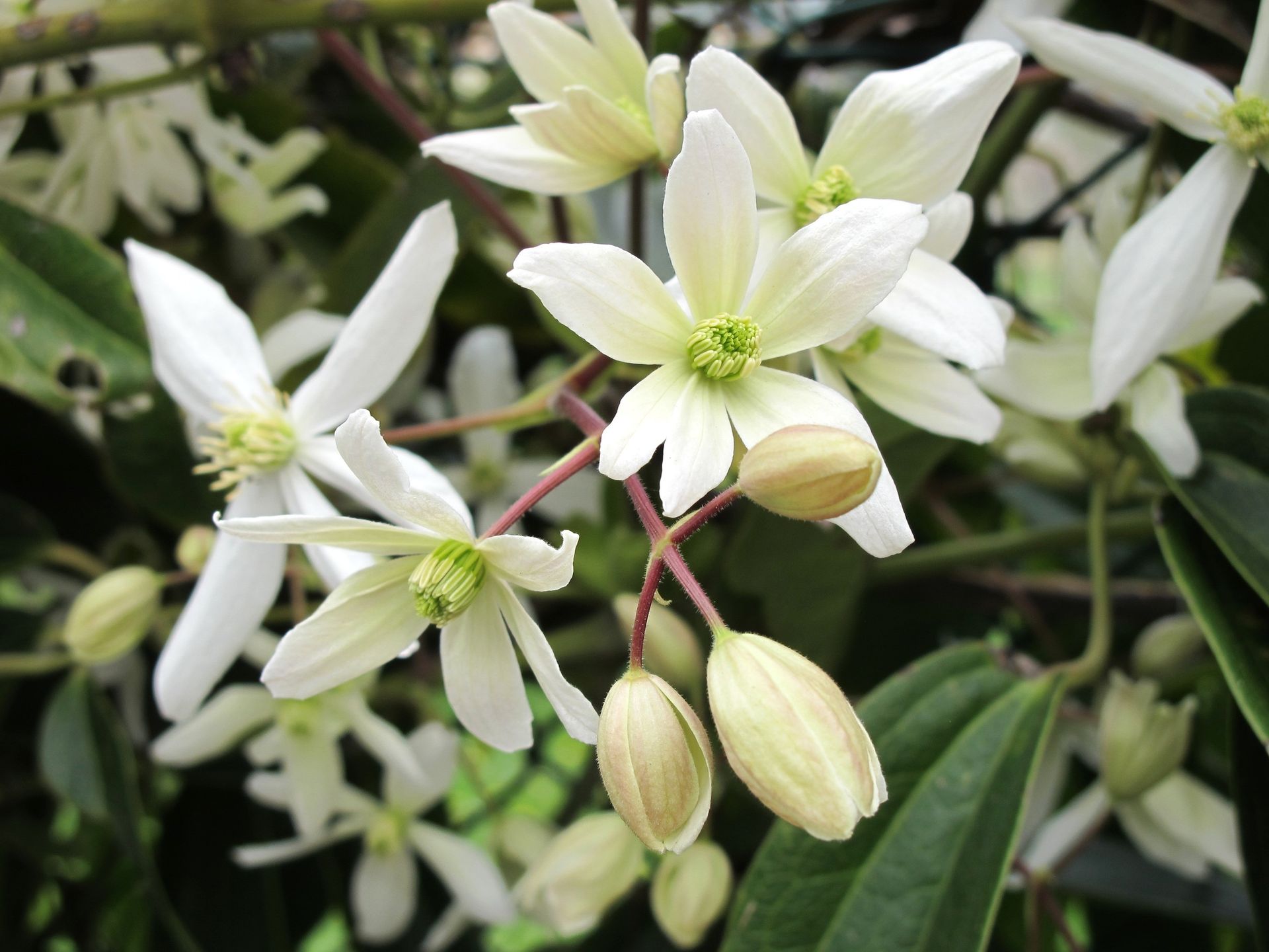 C. Armandii Snowdrift flower