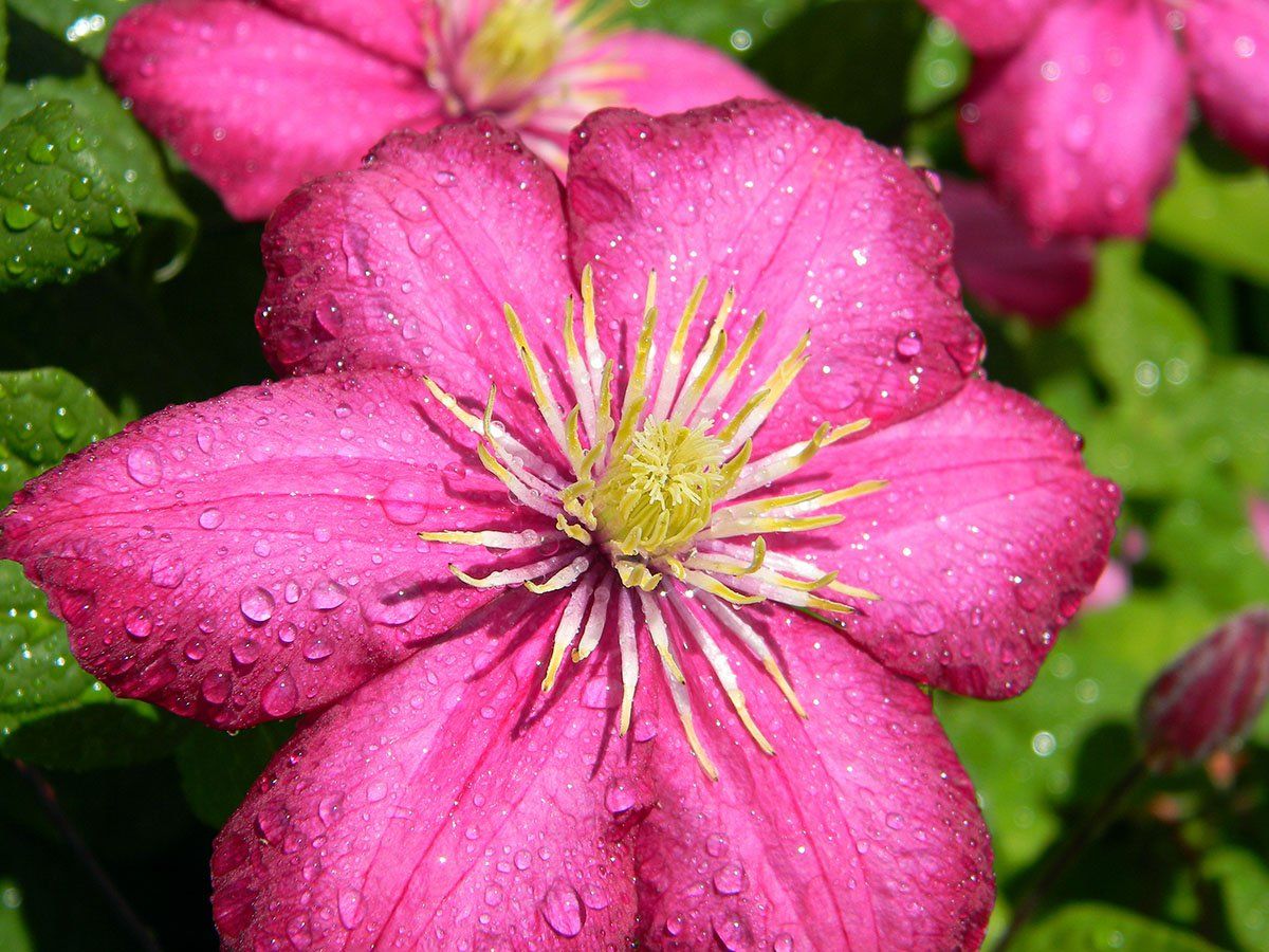 Ville de Lyon flower