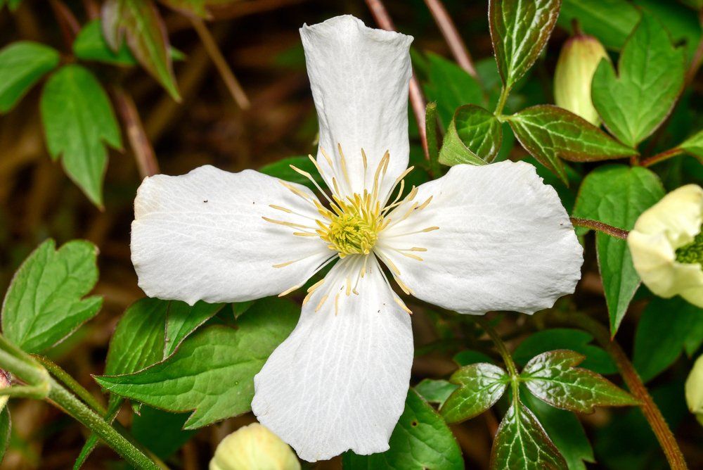 Montana Grandiflora flower