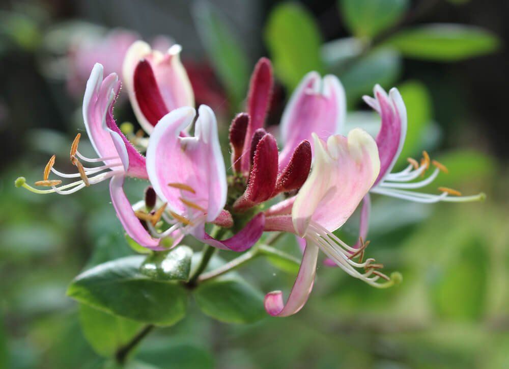 Alpina Willy flower