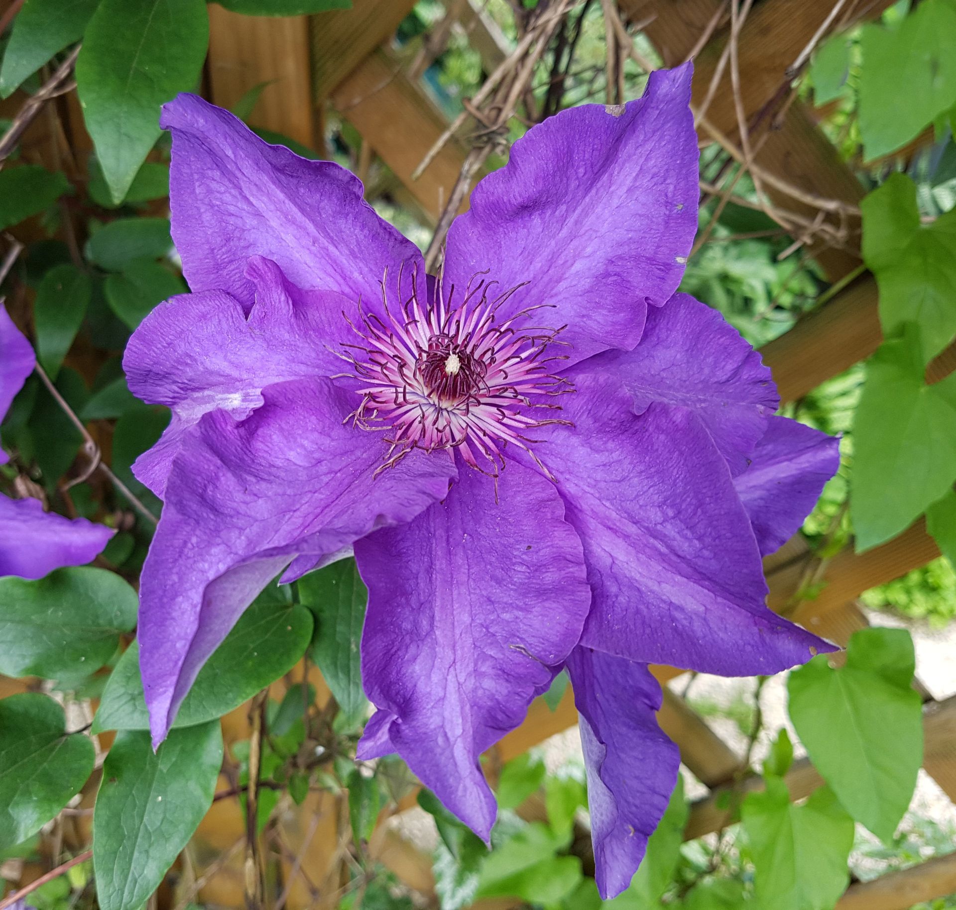 icon of a flower