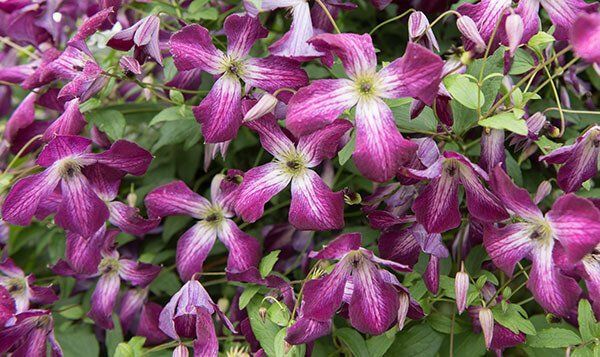 Venosa Violacea flower