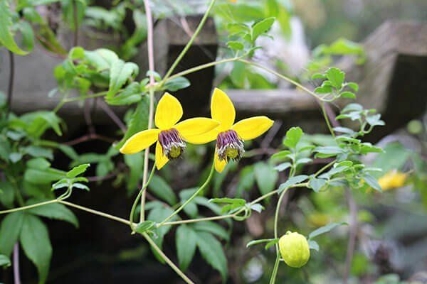 Golden Tiara flower