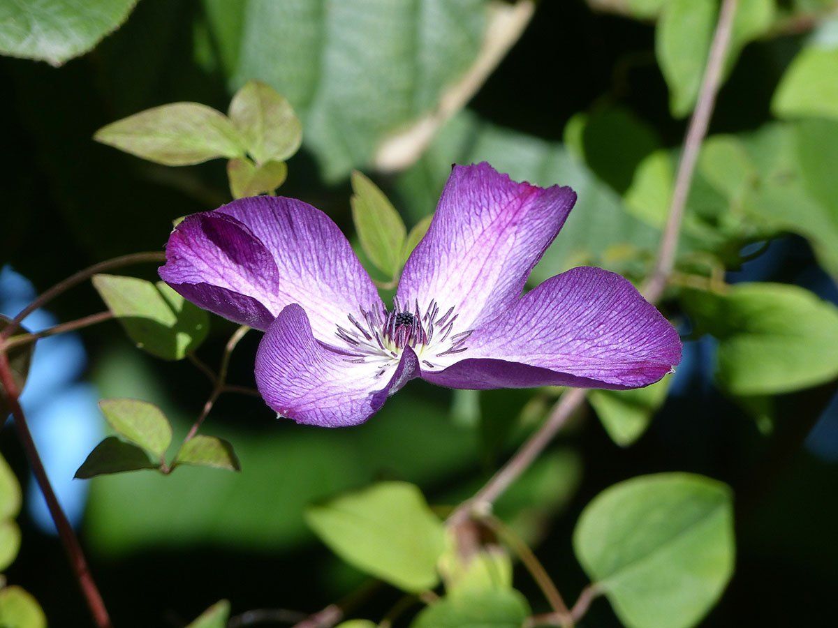 Venosa Violacea flower