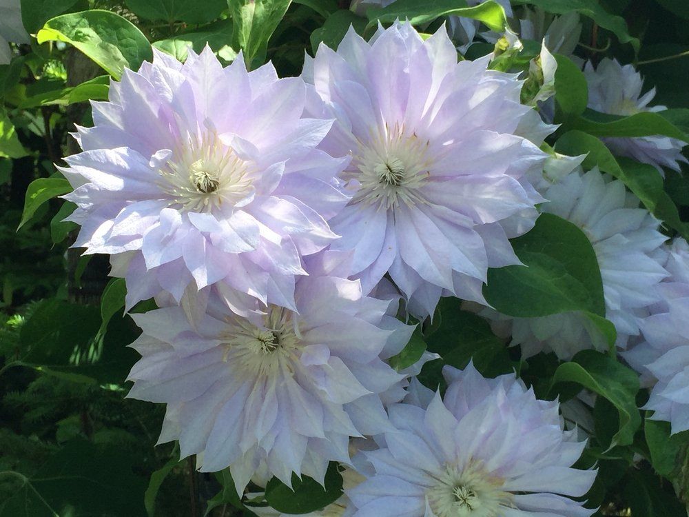 flower icon