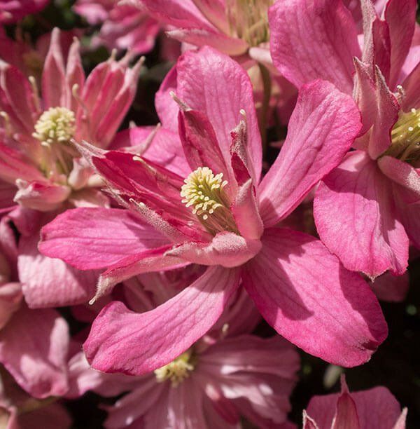 Montana Broughton Star flower